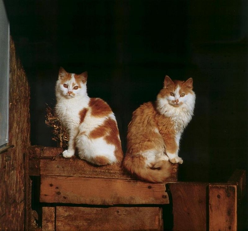 [Cats & Kitens 2003 Calendar] September - Jerry Shulman; DISPLAY FULL IMAGE.