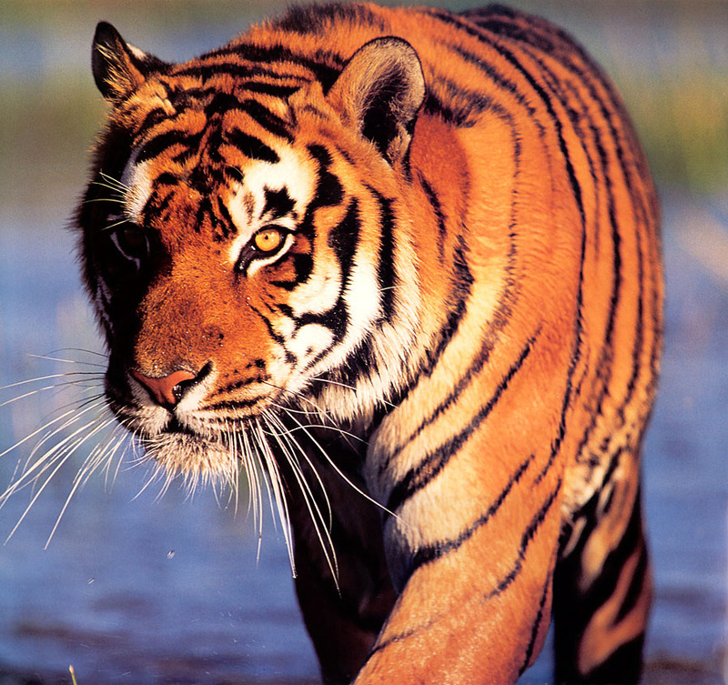 [CPerrien Tigers-Calendar-2001] January; DISPLAY FULL IMAGE.