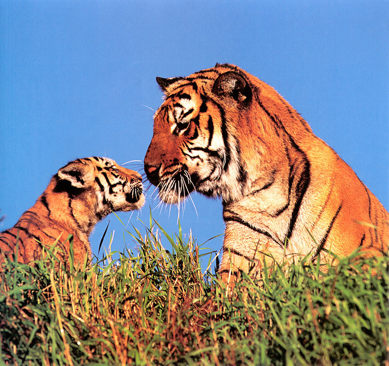 [CPerrien Tigers-Calendar-2001] February; DISPLAY FULL IMAGE.