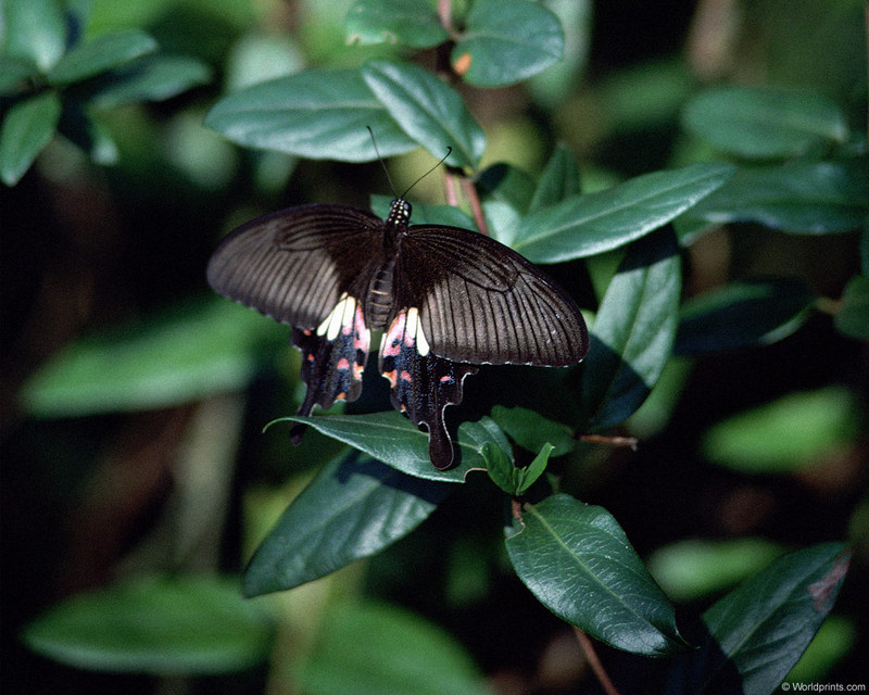 [Worldprints - Asia] Butterfly; DISPLAY FULL IMAGE.