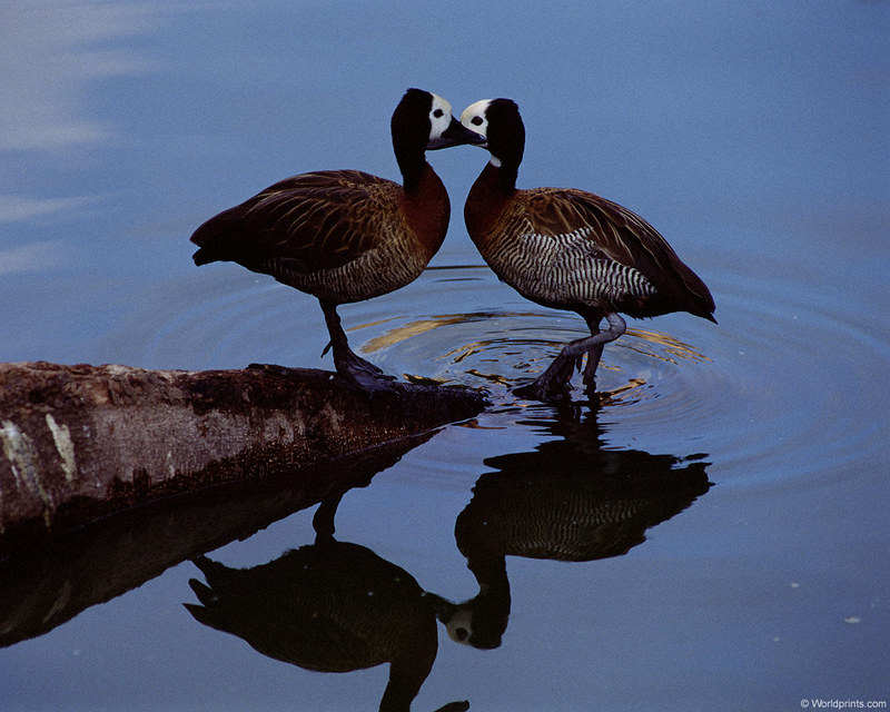 [Worldprints - Asia] Ducks; DISPLAY FULL IMAGE.