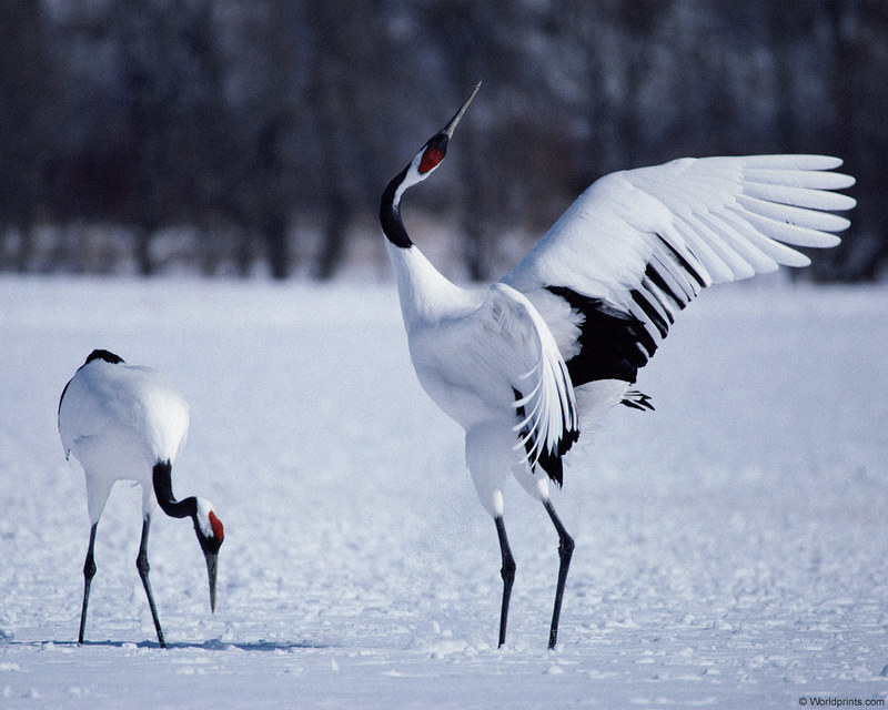 [Worldprints - Asia] Red-crowned Cranes; DISPLAY FULL IMAGE.
