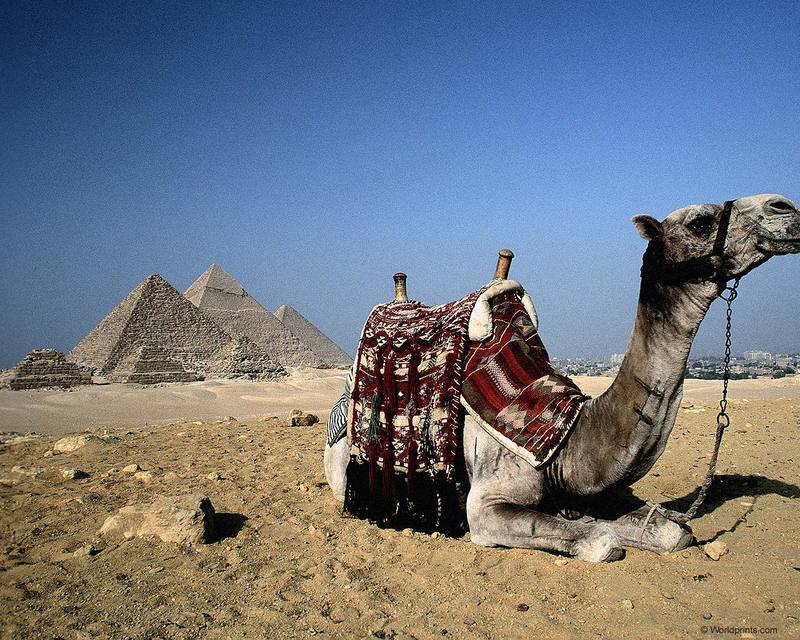 [Worldprints - Africa] Pyramid & Camel; DISPLAY FULL IMAGE.