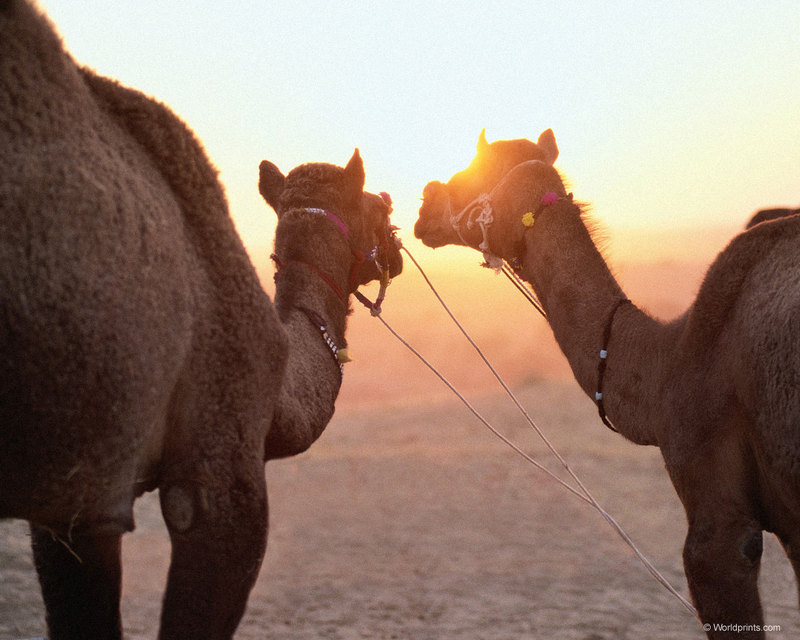 [Worldprints - Africa] Camels; DISPLAY FULL IMAGE.