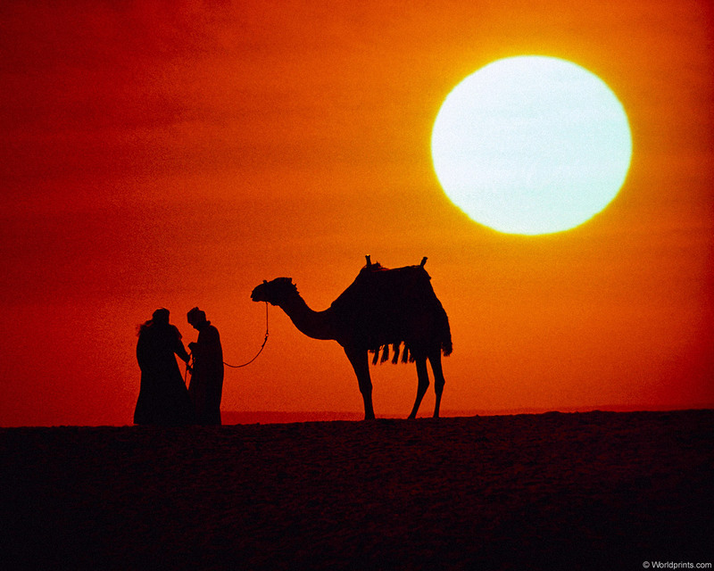 [Worldprints - Africa] Camel under Sunset; DISPLAY FULL IMAGE.