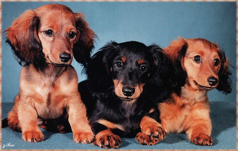 [zFox SDC] Dachshund Puppies Calendar 2002 - January; DISPLAY FULL IMAGE.