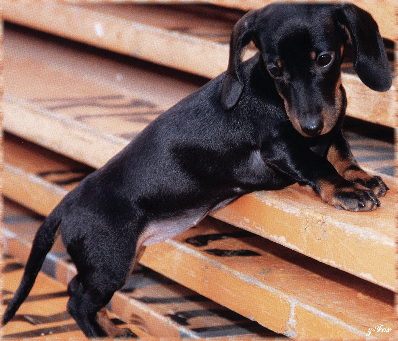 [zFox SDC] Dachshund Puppies Calendar 2002 - February; DISPLAY FULL IMAGE.