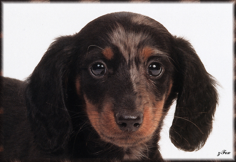 [zFox SDC] Dachshund Puppies Calendar 2002 - March; DISPLAY FULL IMAGE.