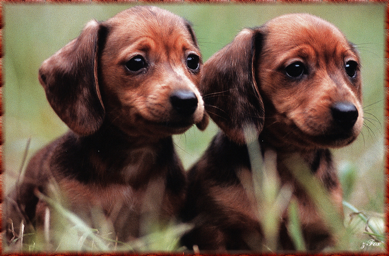 [zFox SDC] Dachshund Puppies Calendar 2002 - April; DISPLAY FULL IMAGE.
