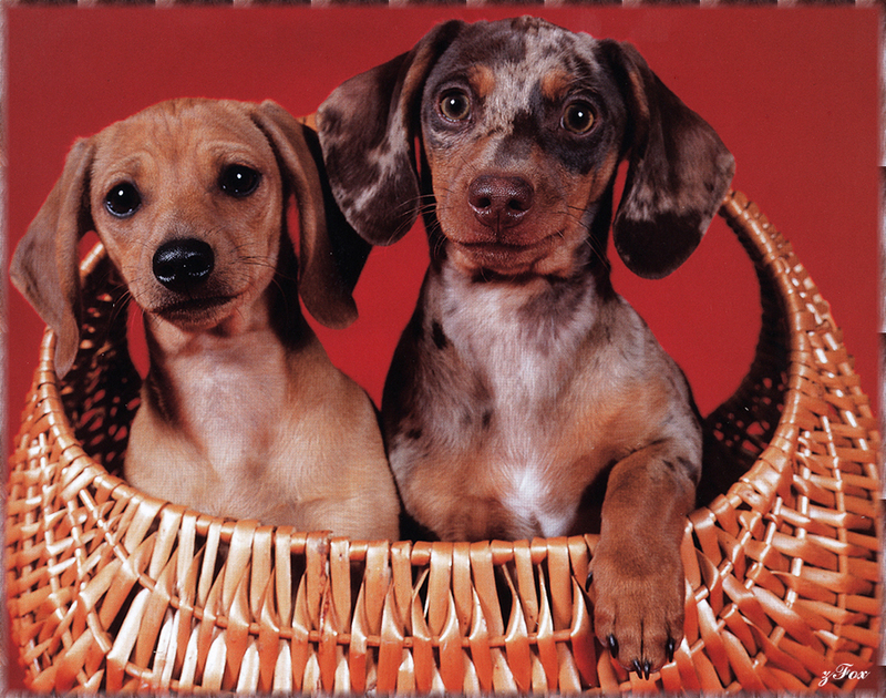 [zFox SDC] Dachshund Puppies Calendar 2002 - June; DISPLAY FULL IMAGE.