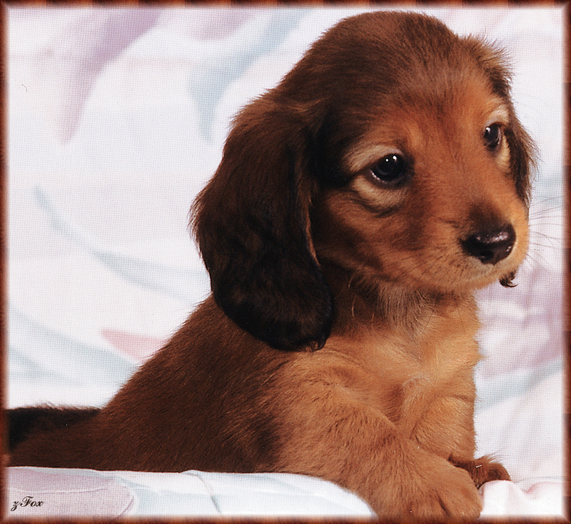 [zFox SDC] Dachshund Puppies Calendar 2002 - July; DISPLAY FULL IMAGE.