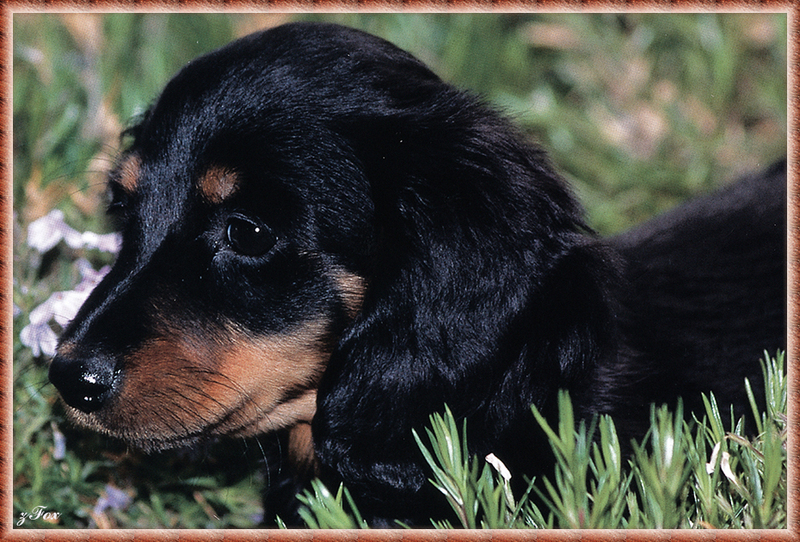 [zFox SDC] Dachshund Puppies Calendar 2002 - August; DISPLAY FULL IMAGE.
