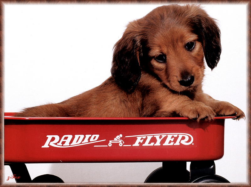 [zFox SDC] Dachshund Puppies Calendar 2002 - September; DISPLAY FULL IMAGE.