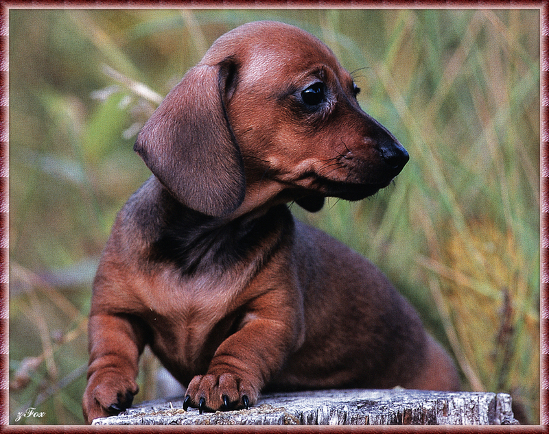 [zFox SDC] Dachshund Puppies Calendar 2002 - October; DISPLAY FULL IMAGE.