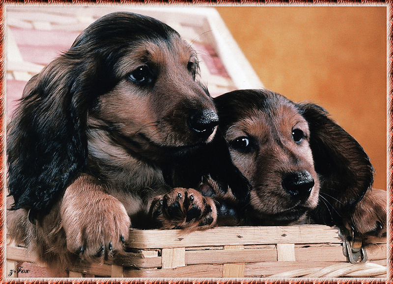 [zFox SDC] Dachshund Puppies Calendar 2002 - November; DISPLAY FULL IMAGE.