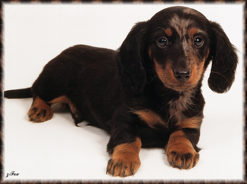 [zFox SDC] Dachshund Puppies Calendar 2002 - Front Cover; DISPLAY FULL IMAGE.
