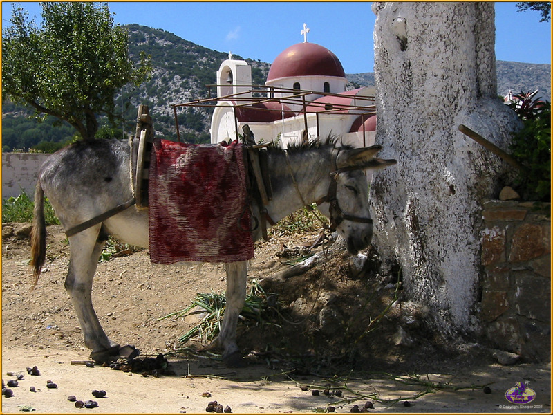 [Sharper - Trip to Crete] Donkey; DISPLAY FULL IMAGE.