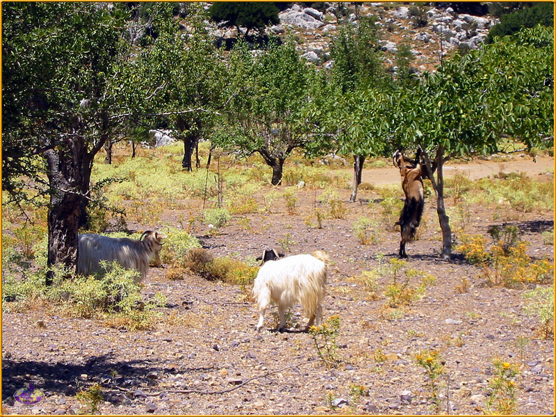 [Sharper - Trip to Crete] Goats; DISPLAY FULL IMAGE.