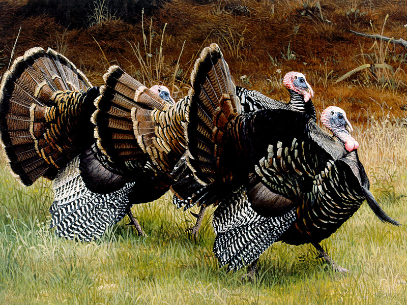 [PWR Papers] Wild Turkeys; DISPLAY FULL IMAGE.