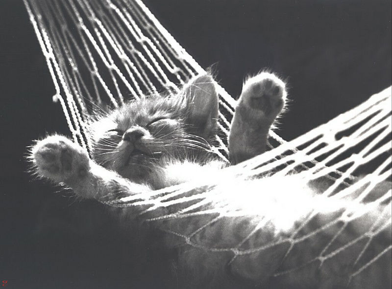 [GrayCreek Calendar 2001] Kitten; DISPLAY FULL IMAGE.