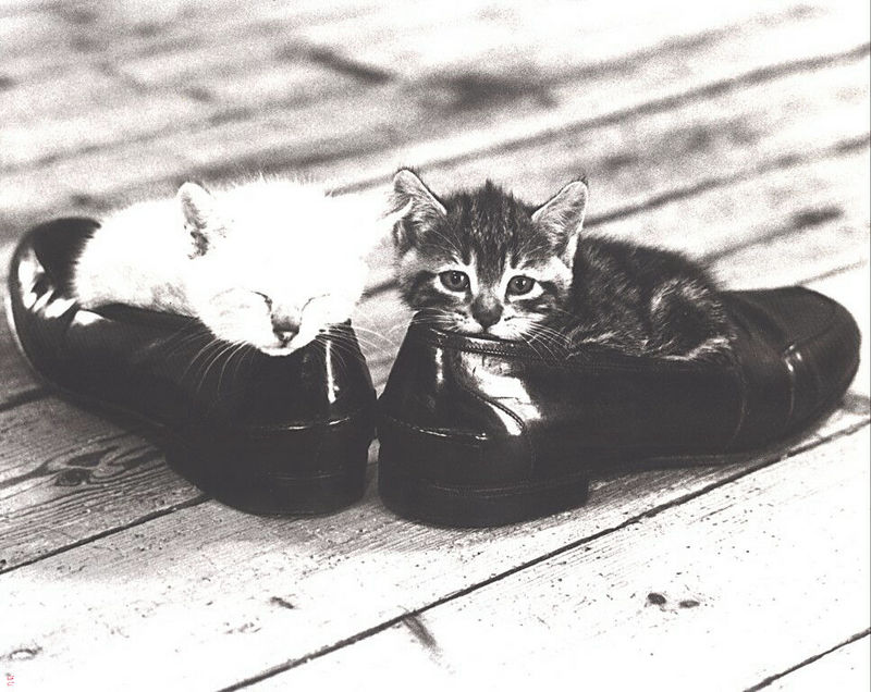 [GrayCreek Calendar 2001] Kittens; DISPLAY FULL IMAGE.