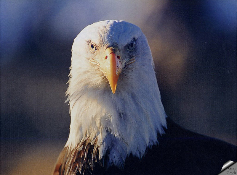 [GrayCreek] Bald Eagle; DISPLAY FULL IMAGE.