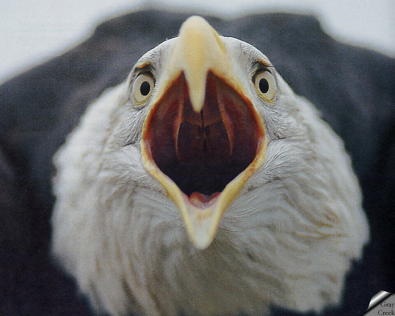 [GrayCreek] Bald Eagle; DISPLAY FULL IMAGE.
