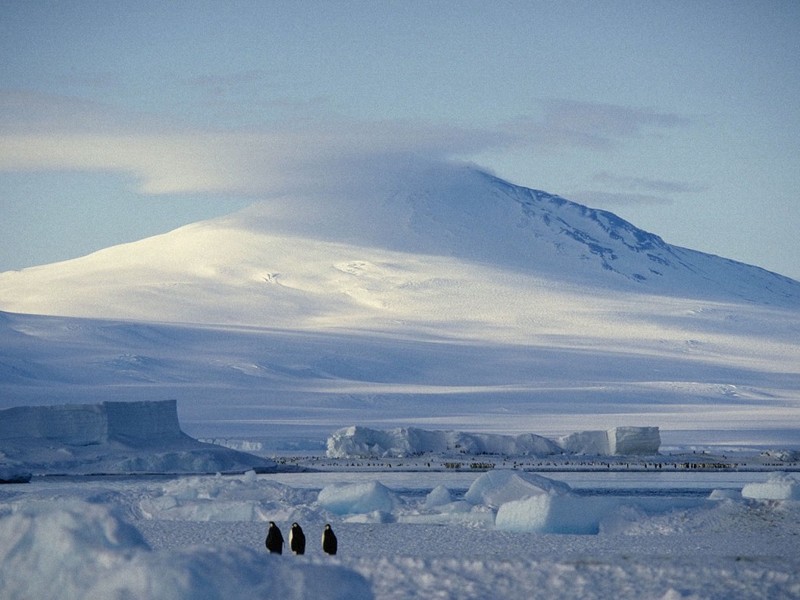 [DOT CD01] Antarctica - Penguins; DISPLAY FULL IMAGE.