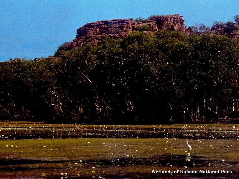[DOT CD01] Australia - Birds at Wetlands of Kakadu National Park; DISPLAY FULL IMAGE.