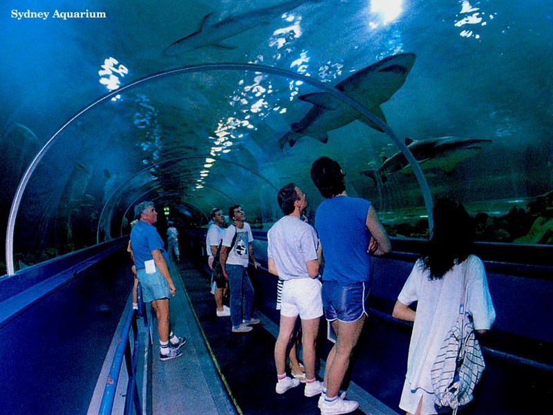 [DOT CD01] Australia - Sharks, Sydney Aquarium; DISPLAY FULL IMAGE.