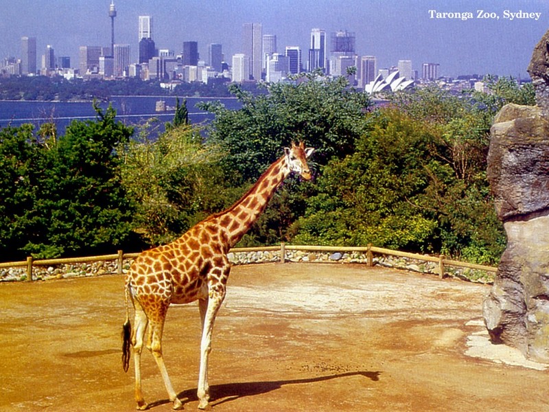 [DOT CD01] Australia - Giraffe, Taronga Zoo, Sydney; DISPLAY FULL IMAGE.