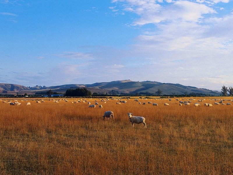 [DOT CD01] Sheep herd, Dunedin, New Zealand; DISPLAY FULL IMAGE.