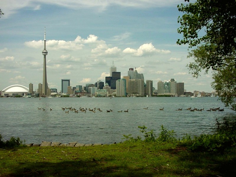 [DOT CD01] Canada Geese, Toronto; DISPLAY FULL IMAGE.