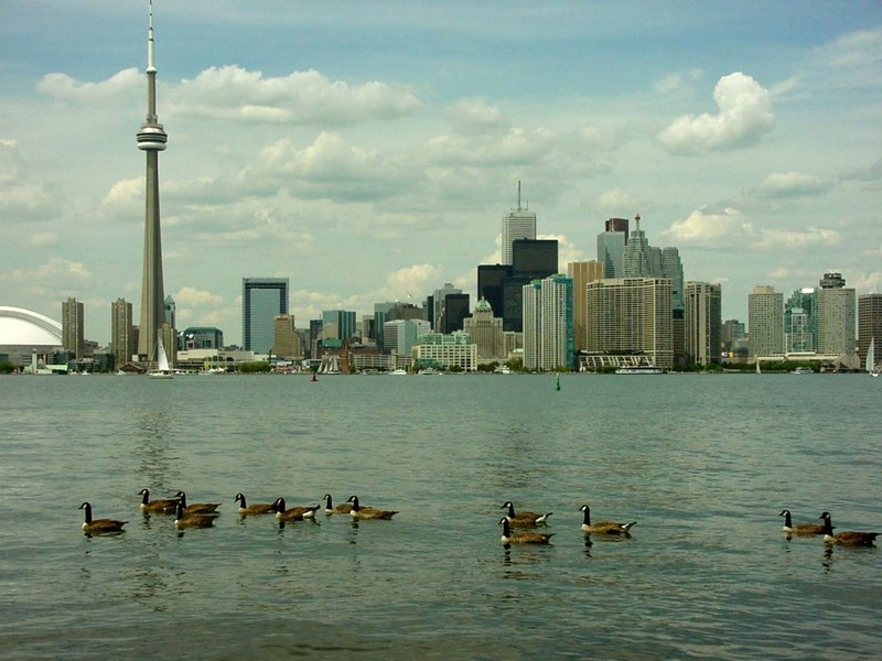 [DOT CD01] Canada Geese, Toronto; DISPLAY FULL IMAGE.