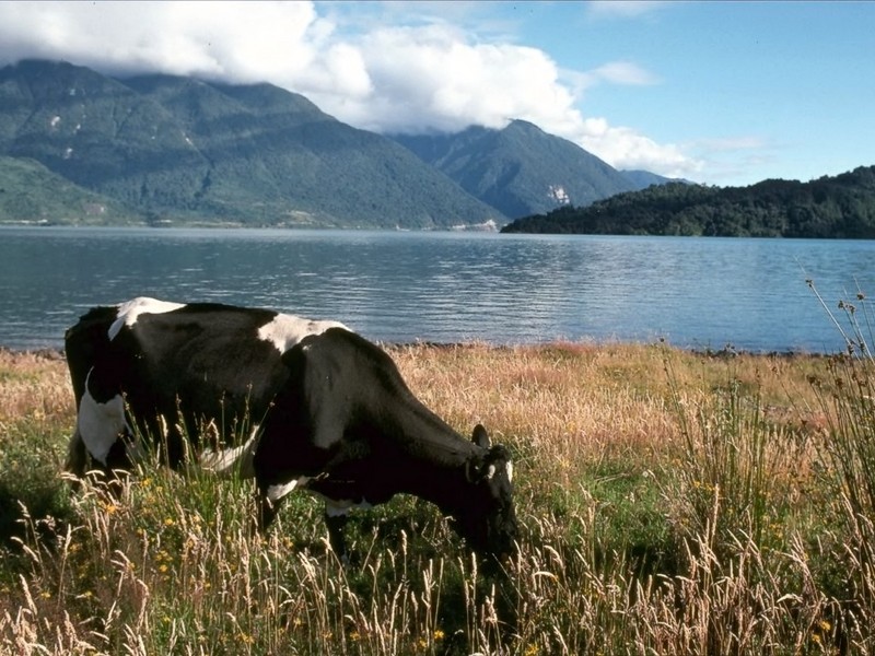 [DOT CD01] Landscape - Cow; DISPLAY FULL IMAGE.