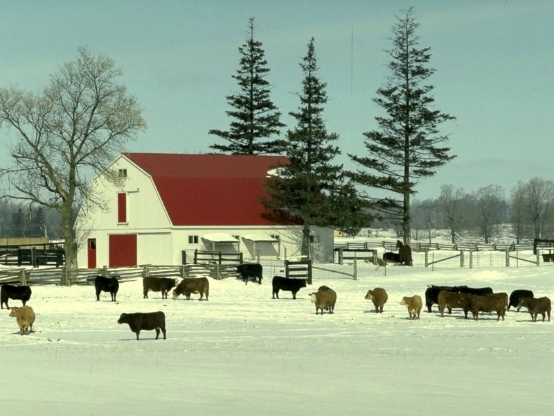 [DOT CD01] Landscape - Cattle; DISPLAY FULL IMAGE.