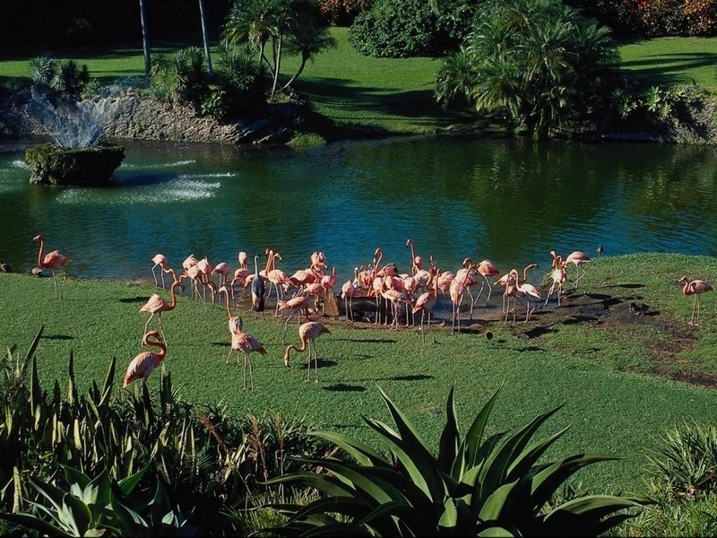 [DOT CD01] Landscape - Flamingo flock; DISPLAY FULL IMAGE.