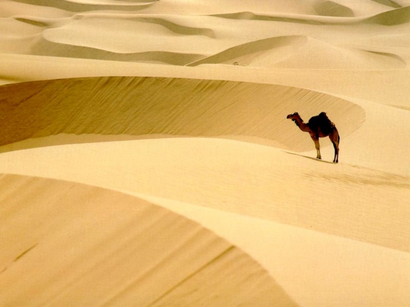 [DOT CD01] Landscape - Dromedary Camel; DISPLAY FULL IMAGE.