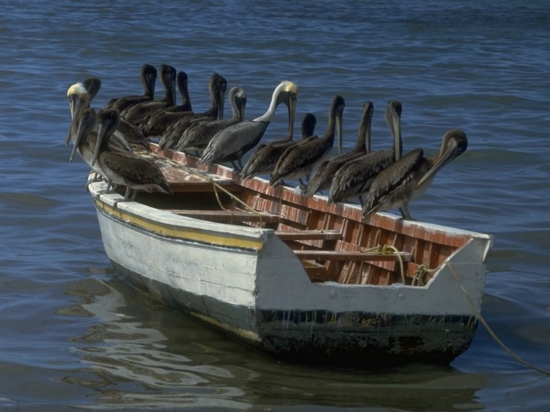[DOT CD01] WaterScene - Brown Pelicans; DISPLAY FULL IMAGE.