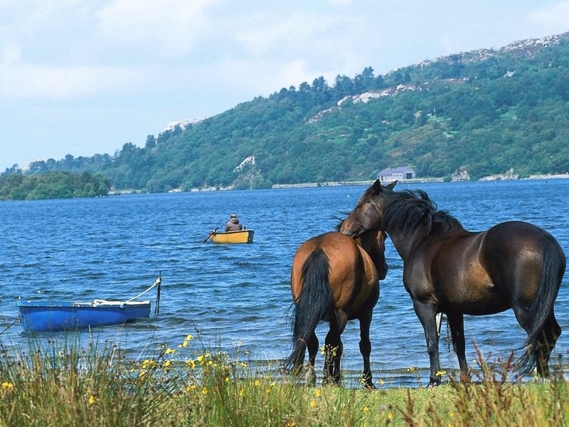 [DOT CD01] WaterScene - Horses; DISPLAY FULL IMAGE.