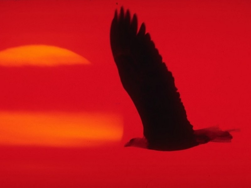 [DOT CD01] Sunrises and Sunsets - Bald Eagle in flight; DISPLAY FULL IMAGE.