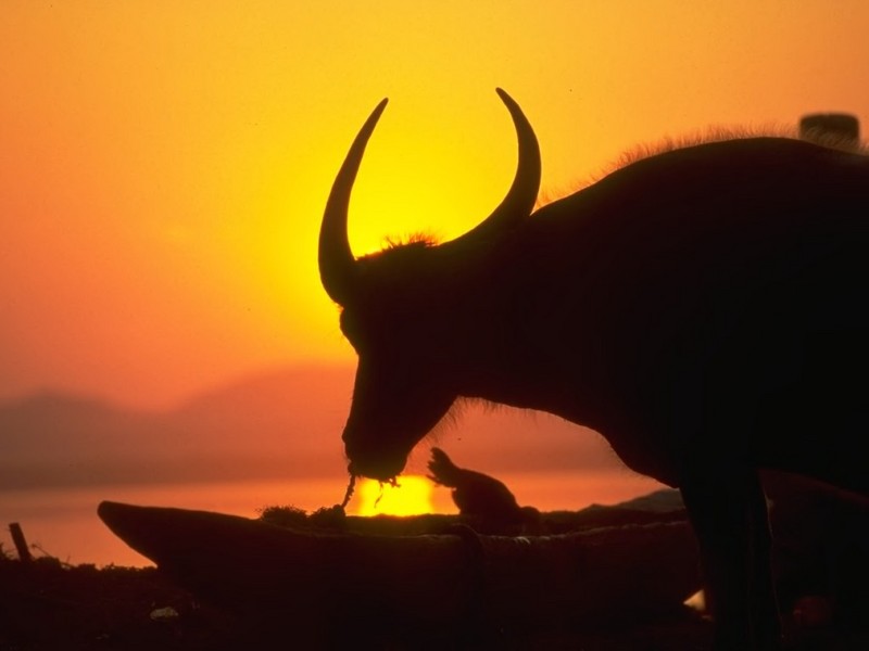 [DOT CD01] Sunrises and Sunsets - Water Buffalo; DISPLAY FULL IMAGE.