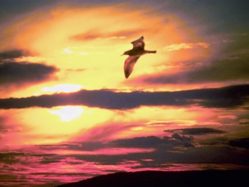 [DOT CD01] Sunrises and Sunsets - Gull; DISPLAY FULL IMAGE.