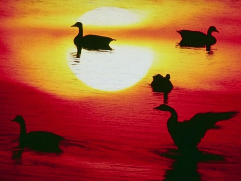 [DOT CD01] Sunrises and Sunsets - Geese; DISPLAY FULL IMAGE.