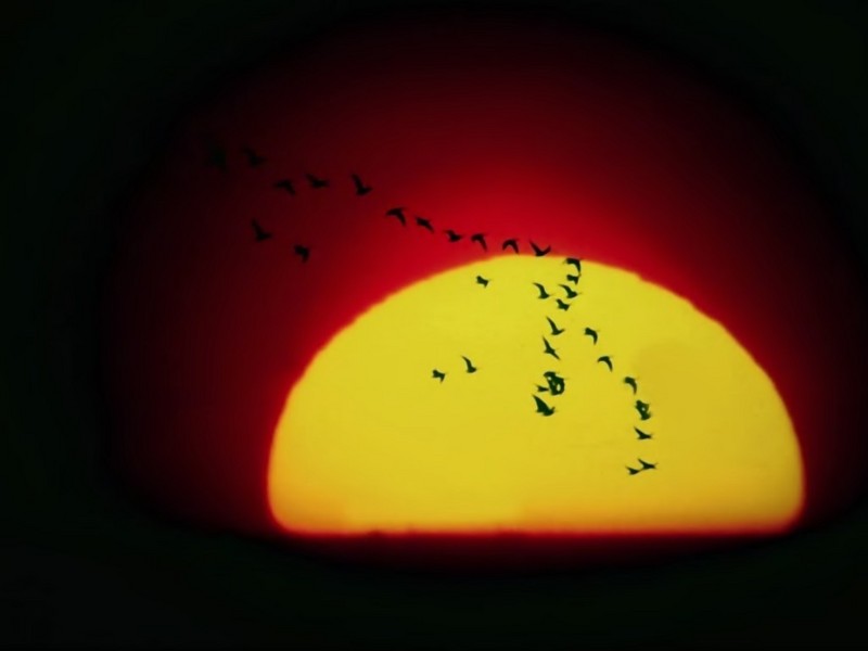 [DOT CD01] Sunrises and Sunsets - Ducks; DISPLAY FULL IMAGE.