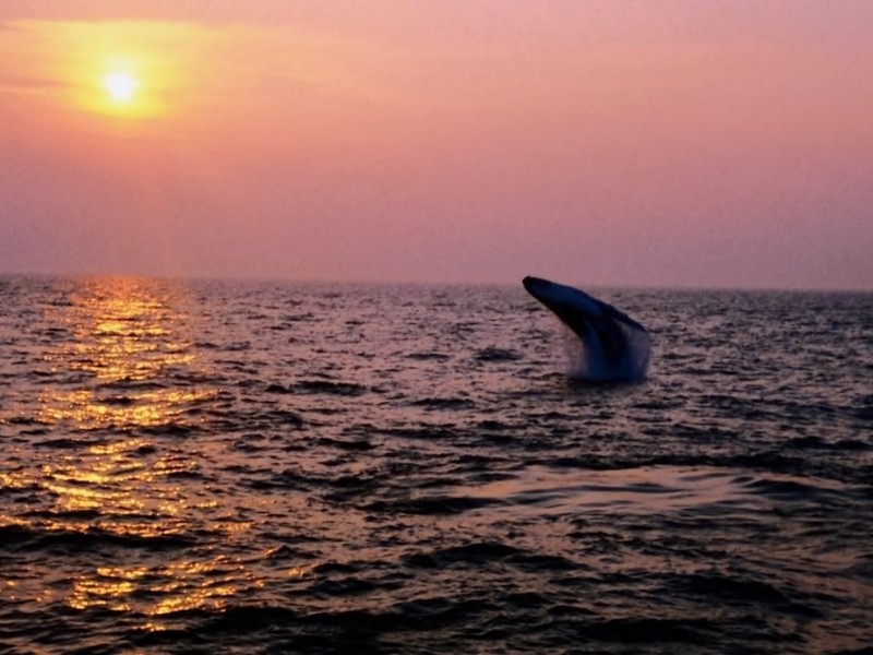 [DOT CD01] Sunrises and Sunsets - Breaching Whale; DISPLAY FULL IMAGE.