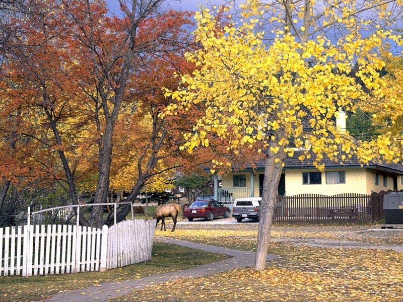 [DOT CD01] Scenery - Deer, Jasper, Canada; DISPLAY FULL IMAGE.