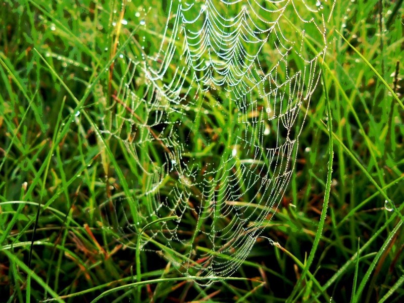 [DOT CD01] Scenery - Spider Web, Florida; DISPLAY FULL IMAGE.