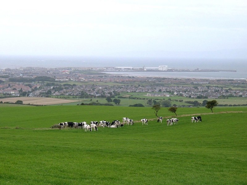 [DOT CD01] Scenery - Cattle Herd, Pestwick, Scotland; DISPLAY FULL IMAGE.