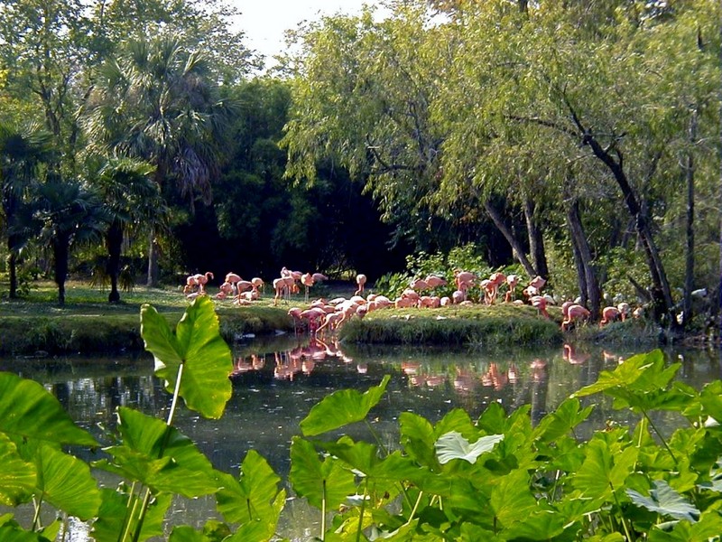 [DOT CD01] Scenery - Flamingo flock , New Orleans, Louisiana; DISPLAY FULL IMAGE.